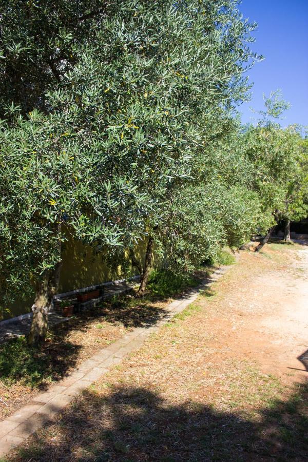 Bilini Garden Apartment
